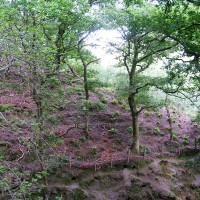 Rhododendron